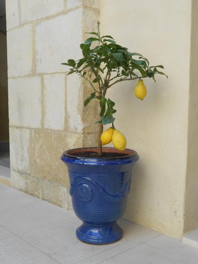 Bed and Breakfast Sous Le Neflier Nimes Exterior foto